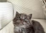 Kokey - Persian Kitten For Sale - Parma&comma; OH&comma; US