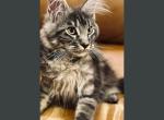 Cosmos - Maine Coon Kitten For Sale - Arcadia&comma; FL&comma; US