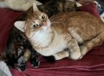 Embers and Fuego - Domestic Cat For Adoption - Puyallup&comma; WA&comma; US