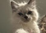 Shadow - Ragdoll Kitten For Sale - Lincoln&comma; CA&comma; US