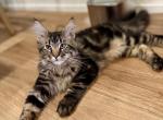 Koa - Maine Coon Kitten For Sale - 