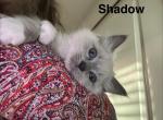 Shadow - Ragdoll Kitten For Sale - Lincoln&comma; CA&comma; US