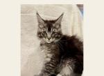 Atticus - Maine Coon Kitten For Sale - 