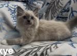 Skye - Ragdoll Kitten For Sale - Lincoln&comma; CA&comma; US