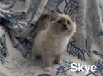 Skye - Ragdoll Kitten For Sale - Lincoln&comma; CA&comma; US