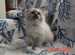 Scarlet - Ragdoll Kitten For Sale - Lincoln&comma; CA&comma; US