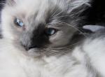 kittens deposit - Ragdoll Kitten For Sale - Beckley&comma; WV&comma; US