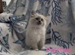 Patches - Ragdoll Kitten For Sale - 