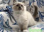 Sunny - Ragdoll Kitten For Sale - 