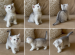 Lusy - Scottish Straight Kitten For Sale - Rocklin&comma; CA&comma; US