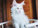 Luna - Maine Coon Cat For Sale - Chicago&comma; IL&comma; US