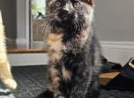 No name - Domestic Kitten For Sale - 