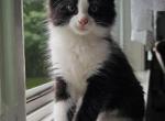 NA - Domestic Kitten For Sale - ME&comma; US