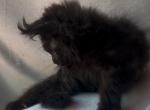 Falcon - Maine Coon Kitten For Sale - CO&comma; US