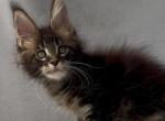 Forest King - Maine Coon Kitten For Sale - 