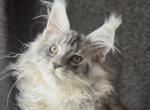 Winston Churchill - Maine Coon Kitten For Sale - 