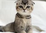 Olive - Scottish Fold Kitten For Sale - Jacksonville&comma; FL&comma; US