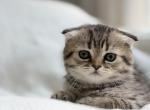 Oliver - Scottish Fold Kitten For Sale - Jacksonville&comma; FL&comma; US