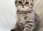 Oliver - Scottish Fold Kitten For Sale - 