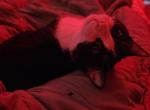 Marshall Lee - American Shorthair Cat For Adoption - Saint Marys&comma; OH&comma; US