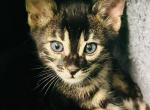 BC Bengals PA - Bengal Kitten For Sale - Brockport&comma; PA&comma; US