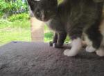 Lara - Domestic Kitten For Sale - 
