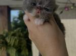 Burberry - Persian Kitten For Sale - 