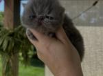 Mr Blueberry - Persian Kitten For Sale - Jonesborough&comma; TN&comma; US