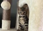 F3 glitter Bengal white collar - Bengal Kitten For Sale - Litchfield&comma; IL&comma; US