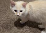 Beetle - Ragdoll Kitten For Sale - Orem&comma; UT&comma; US