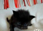 Mira polydactyl Empyrean Litter - Maine Coon Kitten For Sale - 