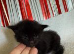 Ridoc polydactyl Empyrean Litter - Maine Coon Kitten For Sale - 