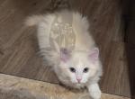 Scorpion - Ragdoll Kitten For Sale - Orem&comma; UT&comma; US