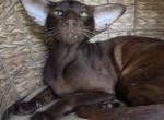 Sam - Oriental Cat For Sale/Retired Breeding - 