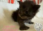 Sgaeyl Polydactyl Empyrean Litter - Maine Coon Kitten For Sale - Doniphan&comma; MO&comma; US