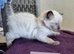 Orange boy - Ragdoll Kitten For Sale - Phoenix&comma; AZ&comma; US