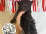 Xaden polydactyl Empyrean Litter - Maine Coon Kitten For Sale - Doniphan&comma; MO&comma; US