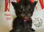 Violet Empyrean litter - Maine Coon Kitten For Sale - Doniphan&comma; MO&comma; US