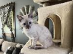 Seal Lynx point - Bengal Kitten For Sale - Litchfield&comma; IL&comma; US
