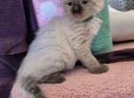 Emerald boy - Ragdoll Kitten For Sale - Phoenix&comma; AZ&comma; US