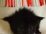 Rhiannon Empyrean Litter - Maine Coon Kitten For Sale - Doniphan&comma; MO&comma; US