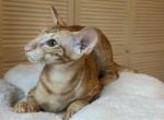 Uvar - Oriental Kitten For Sale - Hollywood&comma; FL&comma; US