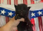 Plum Farmers Market Litter - Maine Coon Kitten For Sale - Doniphan&comma; MO&comma; US