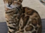 Dark Boy - Bengal Kitten For Sale - GA&comma; US