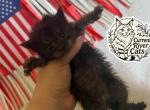 Andarna empyrean Litter - Maine Coon Kitten For Sale - Doniphan&comma; MO&comma; US