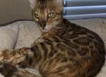 Tan Boy - Bengal Kitten For Sale - GA&comma; US