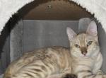 Green Boy Neutered and Microchipped - Bengal Kitten For Sale - GA&comma; US