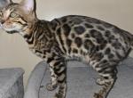 Red Girl - Bengal Kitten For Sale - GA&comma; US
