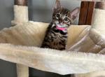 F3 glitter Bengal pink collar - Bengal Kitten For Sale - Litchfield&comma; IL&comma; US