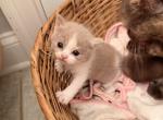 Hannahs kittens - British Shorthair Kitten For Sale - 